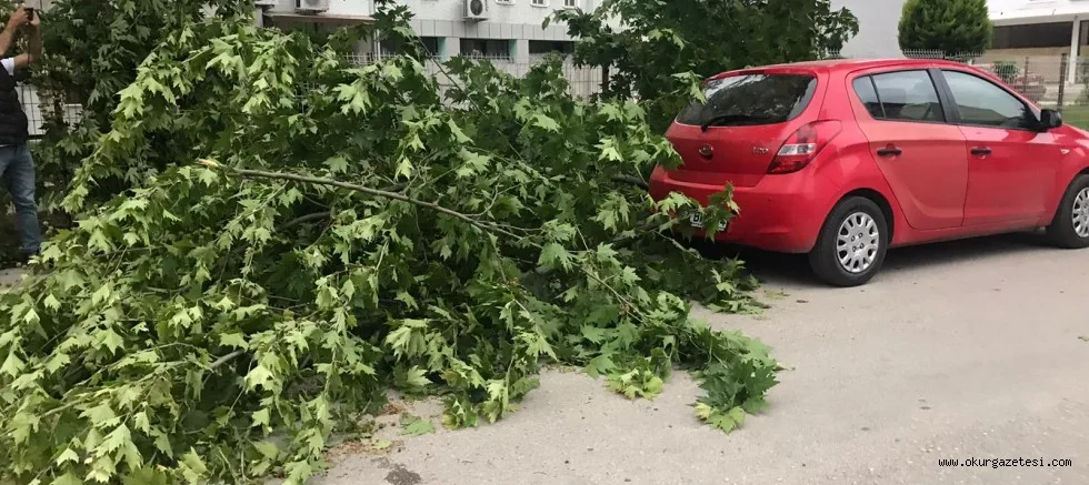 Kopan ağaç dalı özel otomobilin üzerine uçtu