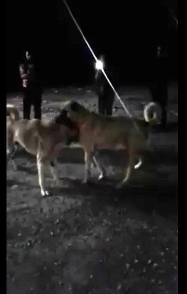 Köpek Dövüştürüp Sosyal Medyada Paylaşan Kişiye 5 Bin Lira Ceza