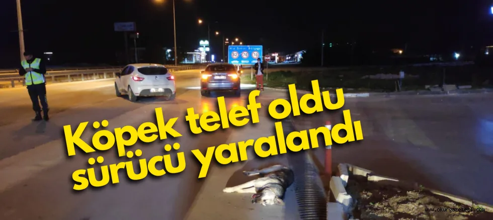 Köpek telef oldu, sürücü yaralandı
