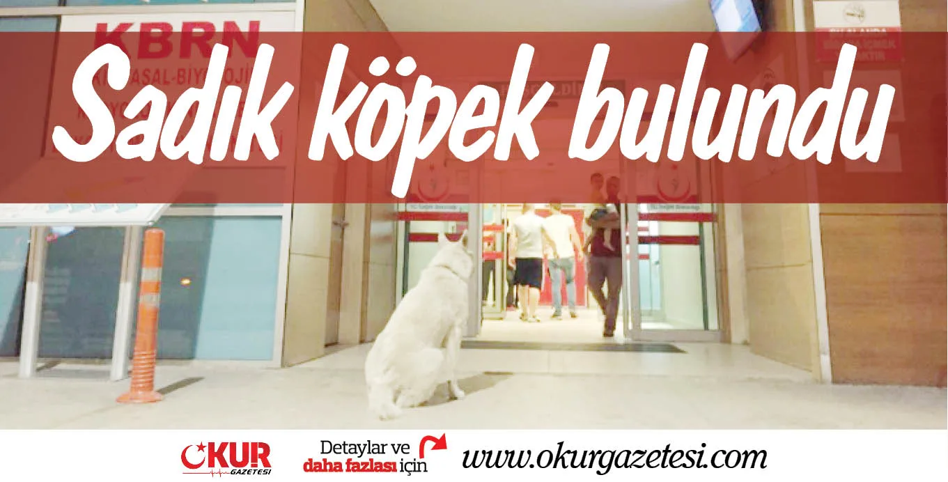 Sadık köpek bulundu