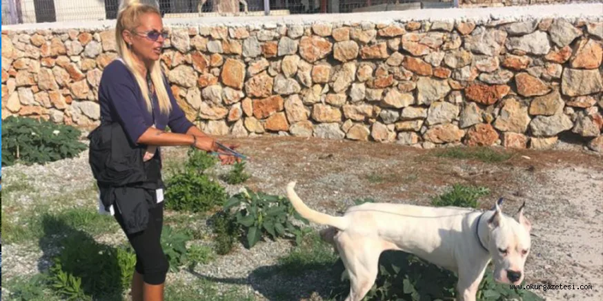 Küçük kız ölümle pençeleşirken, şarkıcı Ayça Tekindor'un paylaşımı çileden çıkardı: Hepimiz ölelim, hayvanlar yaşasın