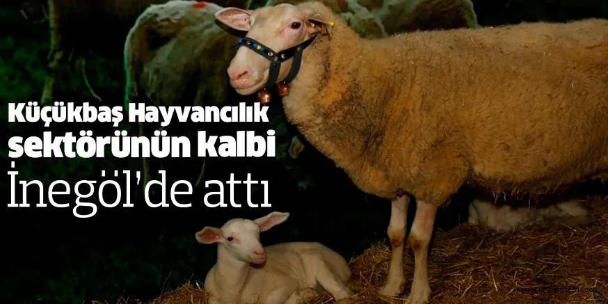 Küçükbaş Hayvancılık sektörünün kalbi İnegöl’de attı