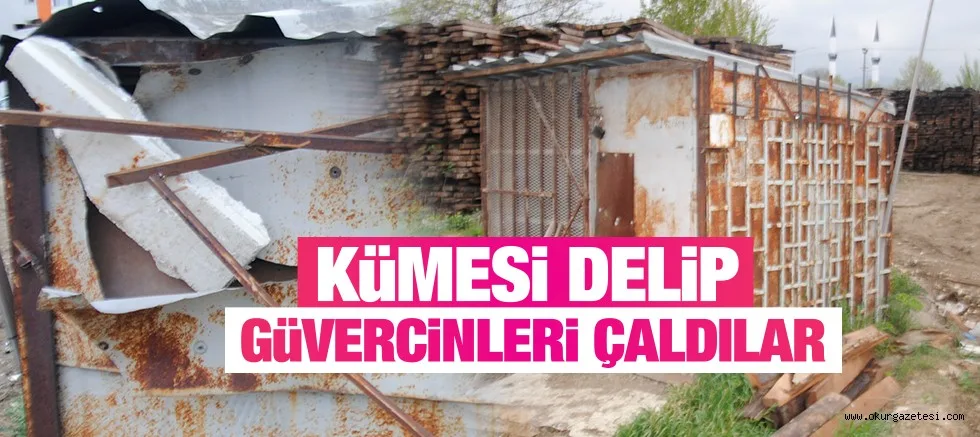 KÜMESİ DELİP GÜVERCİNLERİ ÇALDILAR