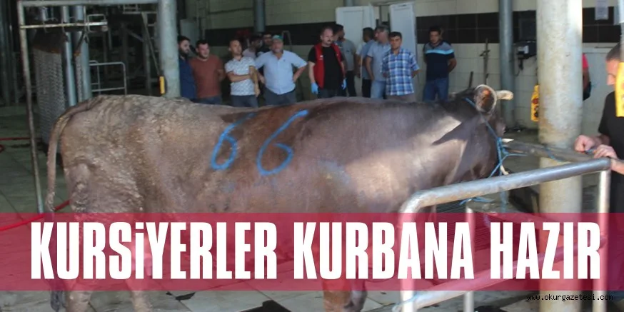 KURSiYERLER KURBANA HAZIR