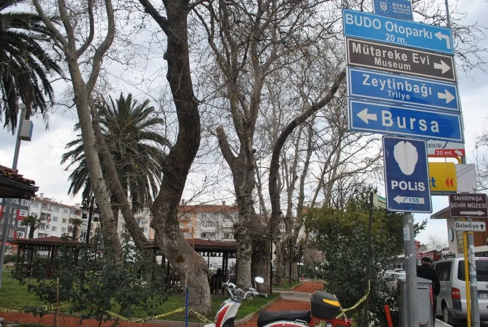 Kuruyan Dev Ağaçlar Tehlike Saçıyor