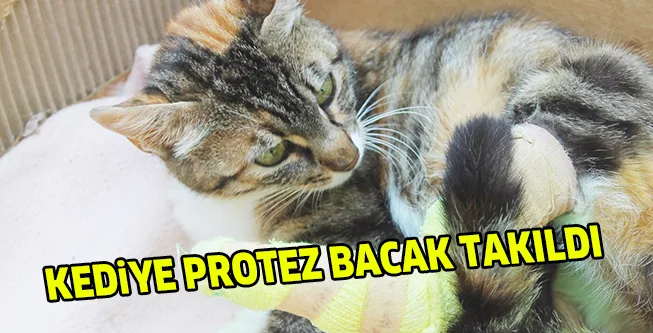 KEDiYE PROTEZ BACAK TAKILDI