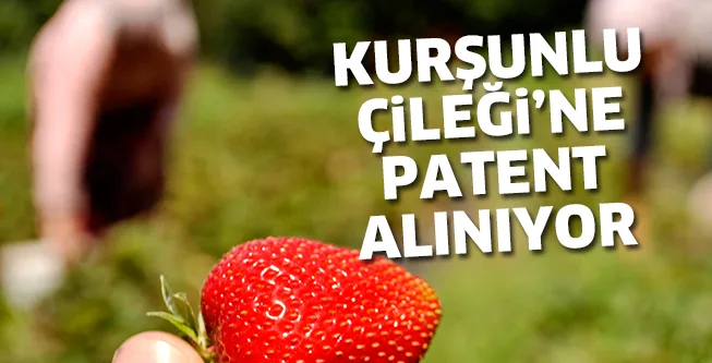 KURŞUNLU ÇİLEĞİ'NE PATENT ALINIYOR