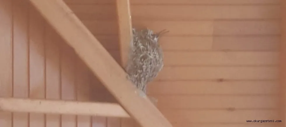 KUŞ YUVALARI iLGi ODAĞI