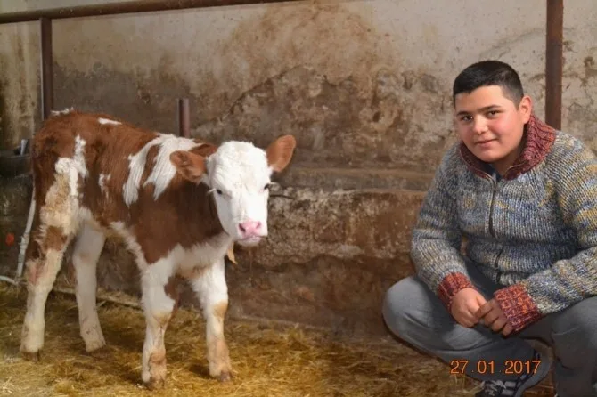 Kütahyada 146 Aileye Süt Sığırcılığı Kredi Katkısı