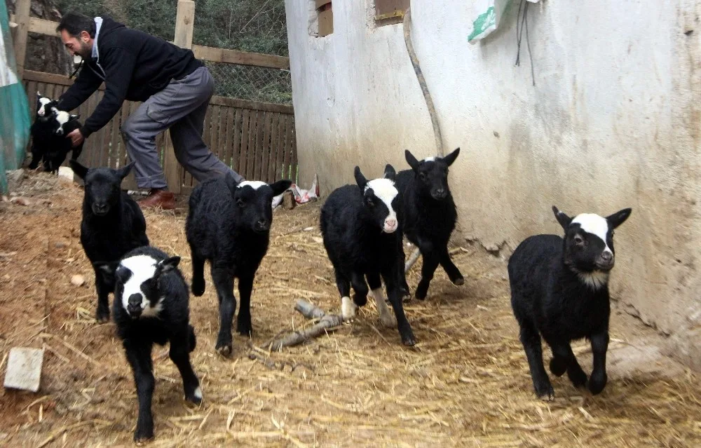 Kuzulara, İneklere De E Reçete Geliyor