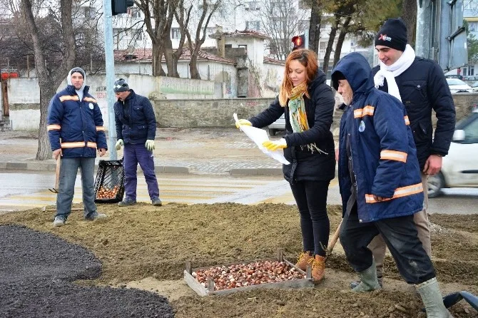 Lapsekide 50 Bin Adet Lale Dikimi