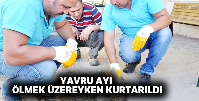 YAVRU AYI ÖLMEK ÜZEREYKEN KURTARILDI