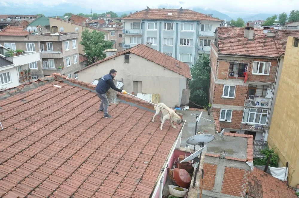 Mahsur Kalan Köpek İçin Seferberlik