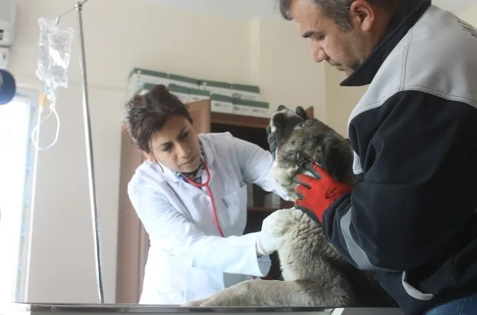 Mardinde Sokak Hayvanları Rehabilitasyon Merkezi Yenilendi