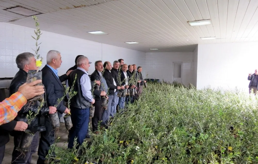 Marmarabirlik 7 Bin Zeytin Fidanı Dağıttı
