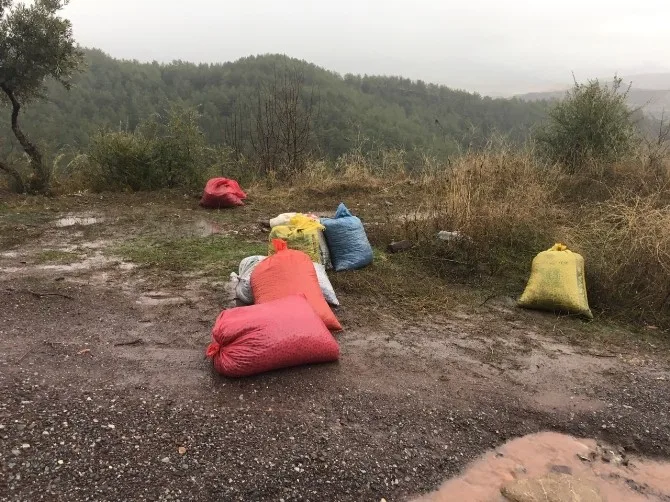 Milasta Zeytin Hırsızına Suçüstü