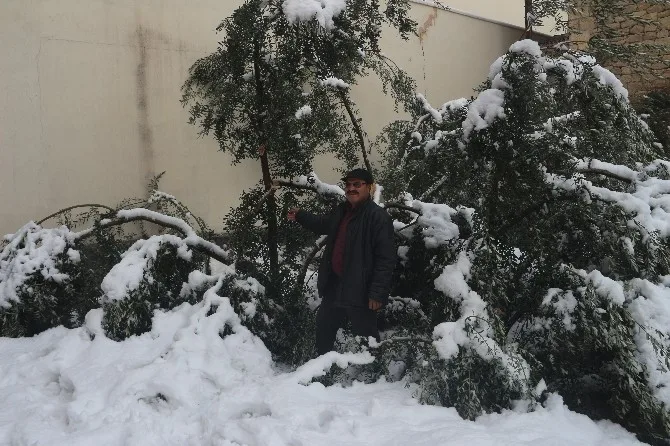 Mutta 20 Yıl Sonra Yağan Kar Zeytinleri Vurdu