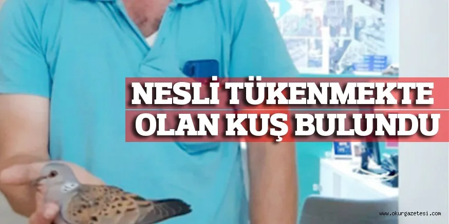 NESLİ TÜKENMEKTE OLAN KUŞ BULUNDU