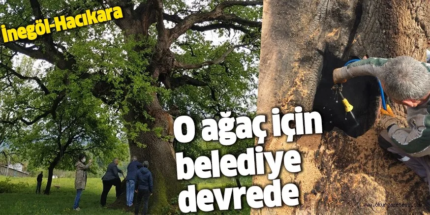 O AĞAÇ İÇİN BELEDİYE DEVREDE