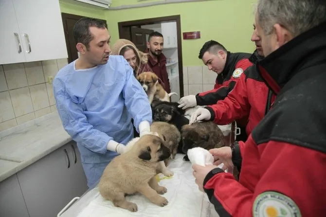 Odunpazarı Hayvan Sağlık Merkezi, Kütahyadan Getirilen 11 Yavru Köpeğe Kucak Açtı