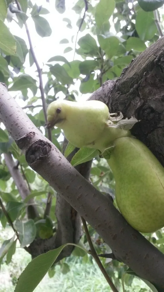 (Özel Haber) Kuş Değil Armut
