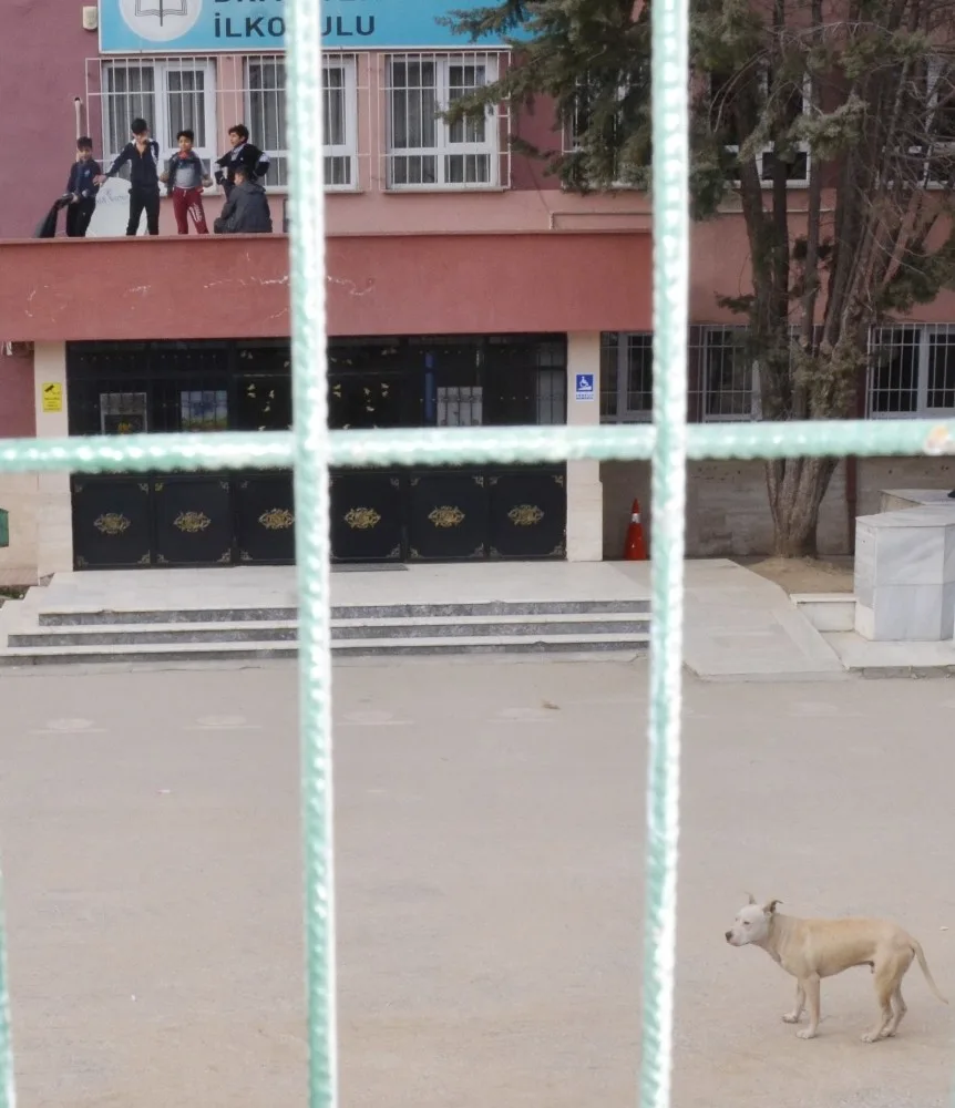 (Özel Haber) Okulda Çocukları Korkutan Pitbull İçin Karar Verildi...