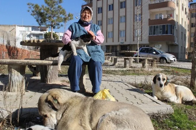 (Özel Haber) Saldırıya Uğrayan Hayvansever Teyze Konuştu