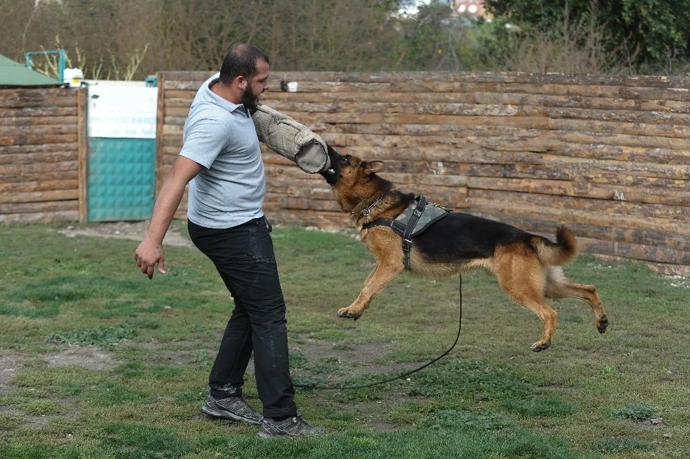 (Özel Haber) Sayaç Okuyanlara Köpek Eğitimi