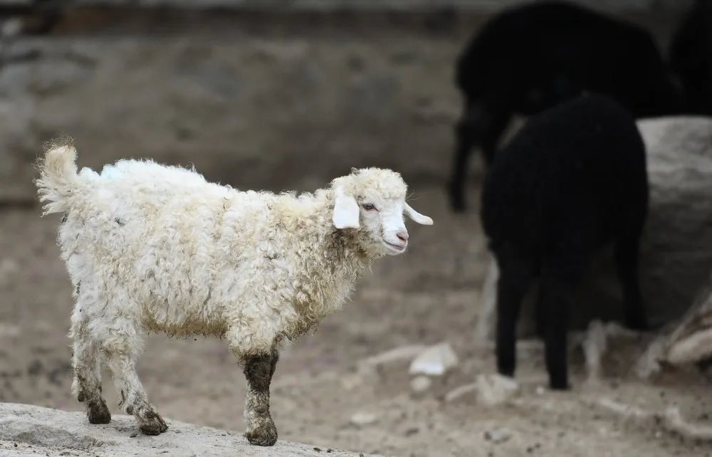 (Özel Haber) Türk Köyündeki Nadir Koyun Ve Keçiler Bahara Hazırlandı