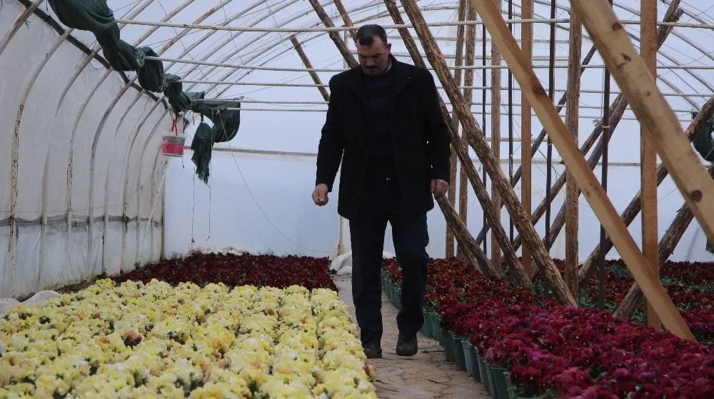 (Özel Haber) Uludağın Tohumları Altından Değerli