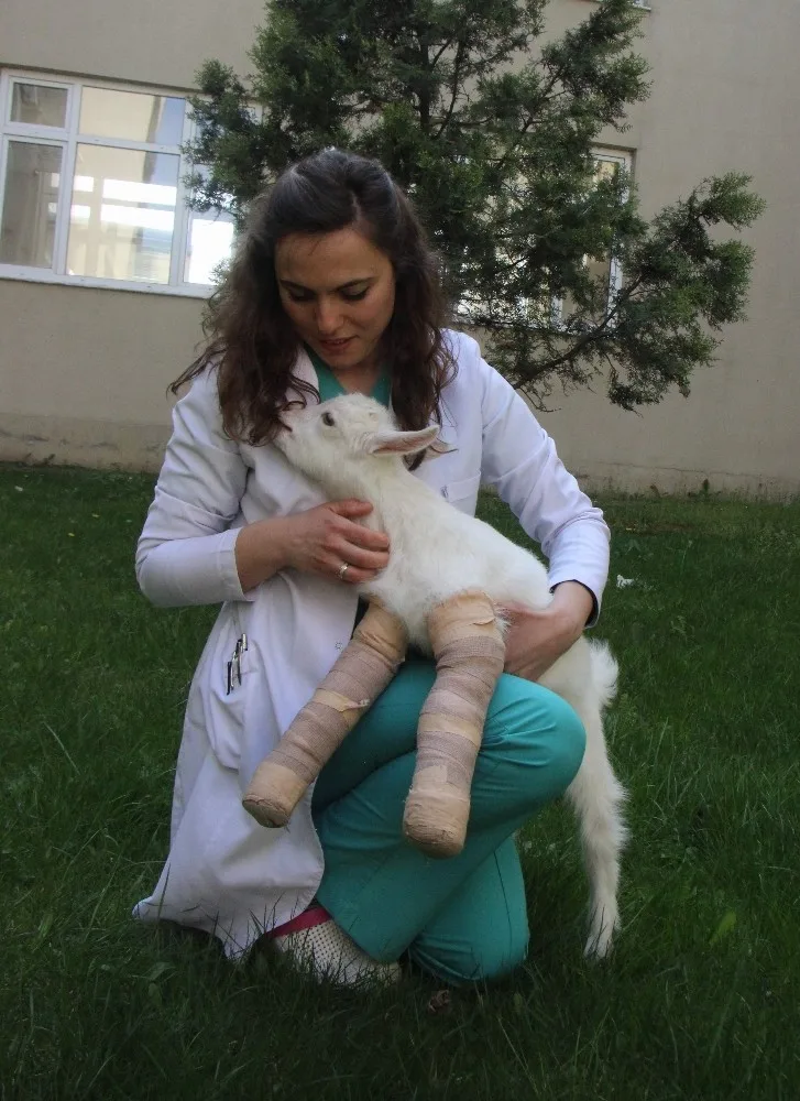 (Özel Haber) Yürüyemeyen Yavru Keçiyi Zıplattılar