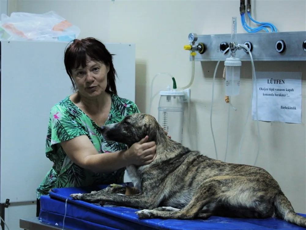 (Özel Haber) Zehirlenen Köpeği Taksi İle Hastaneye Yetiştirdi