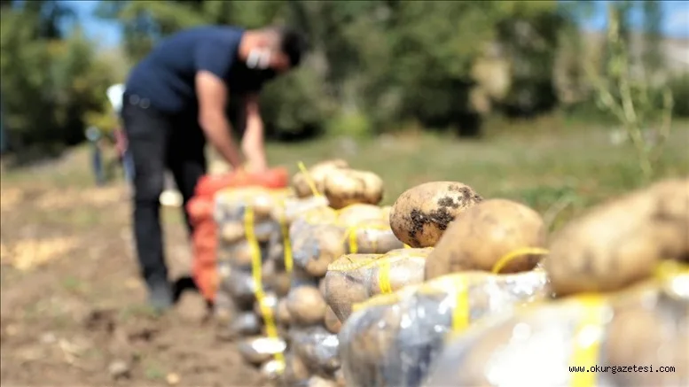 Pasinler Ovası'nda sertifikalı tohumla üretilen patateste kuraklığa rağmen rekolte arttı