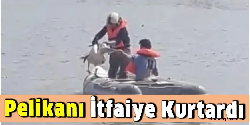 Pelikanı itfaiye kurtardı