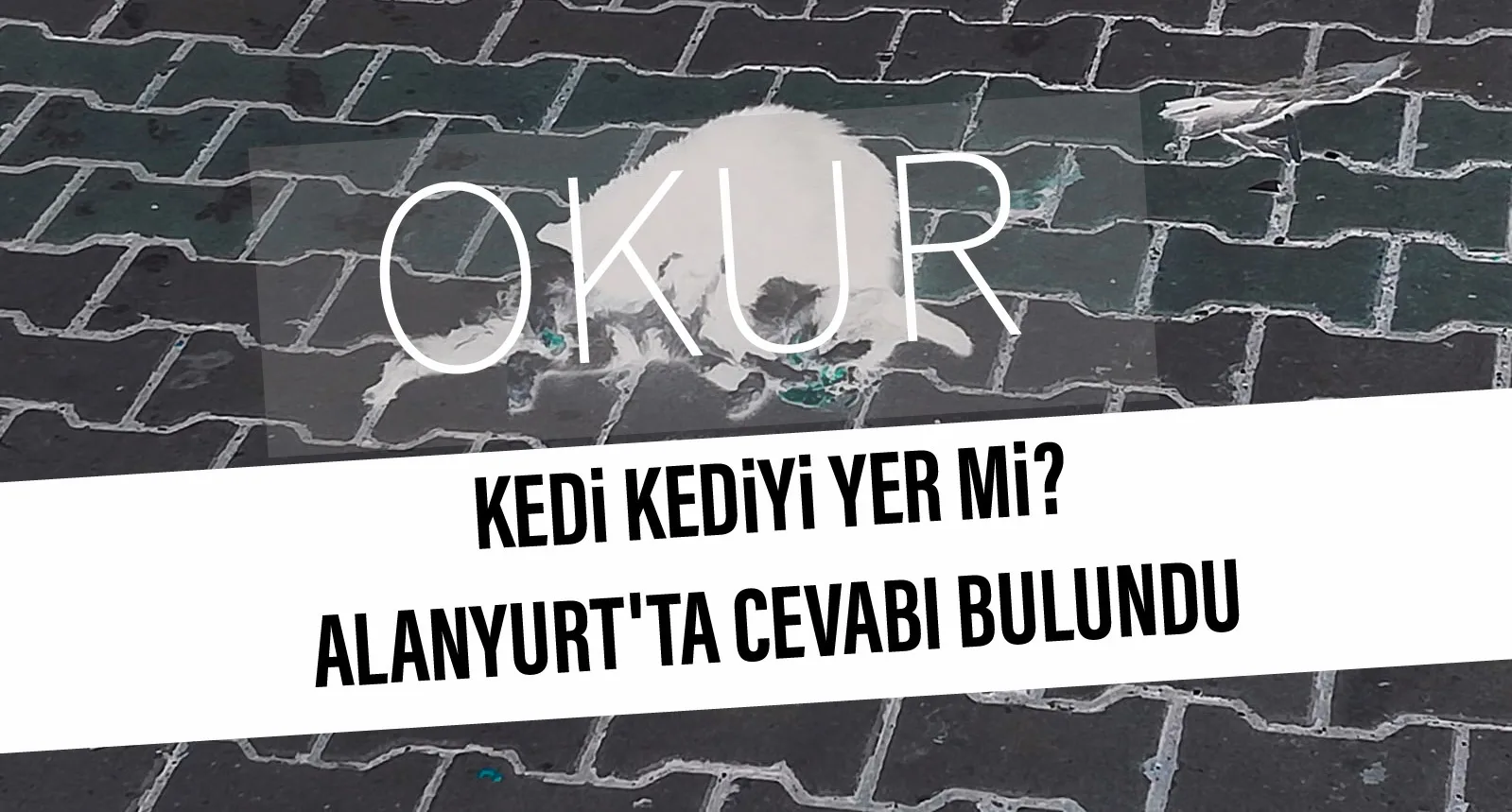 Alanyurt'ta şaşırtan görüntü