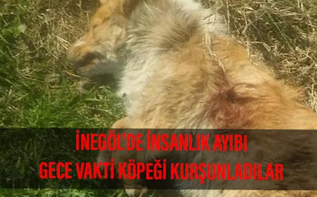 İNEGÖL'DE İNSANLIK AYIBI GECE VAKTİ KÖPEĞİ KURŞUNLADILAR