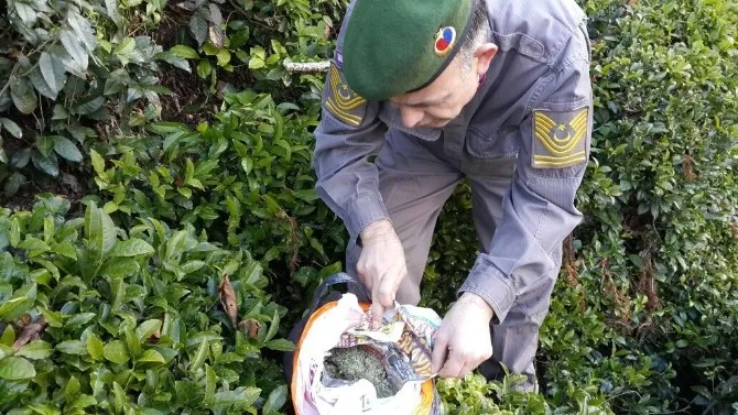 Rizede Çay Bahçesinde 500 Gram Esrar Maddesi Ele Geçirildi