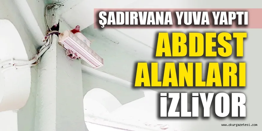 ŞADIRVANA YUVA YAPTI ABDEST ALANLARI İZLİYOR