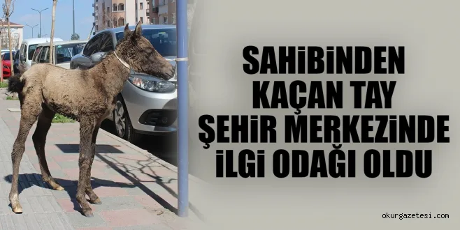 SAHiBiNDEN KAÇAN TAY ŞEHiR MERKEZiNDE iLGi ODAĞI OLDU