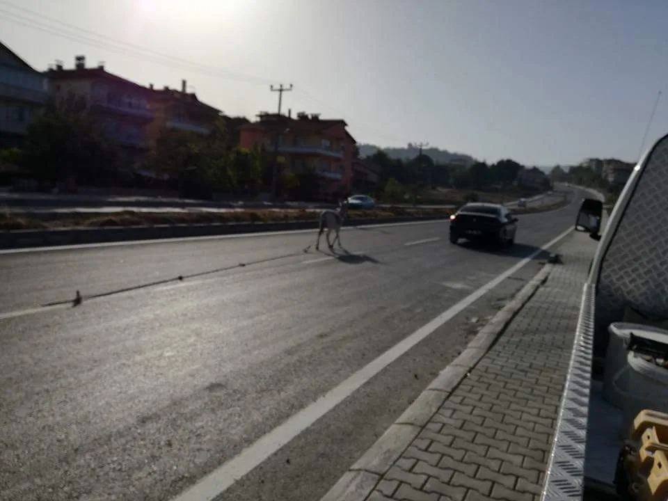 Sahipsiz Eşek Sürücülere Zor Anlar Yaşattı