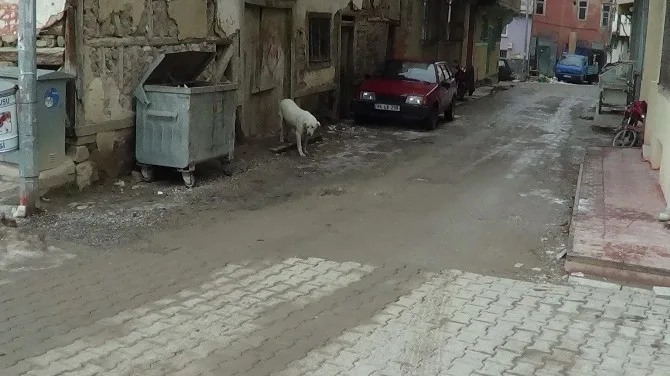 Sandıklıda Kuduz Alarmı