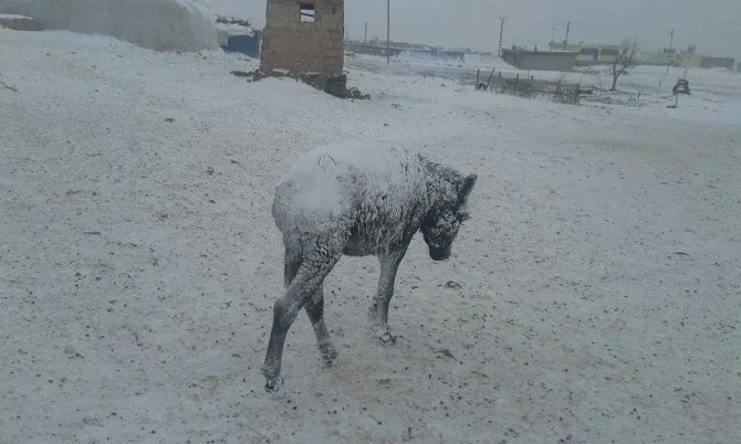 Şanlıurfada Eşekler Dondu