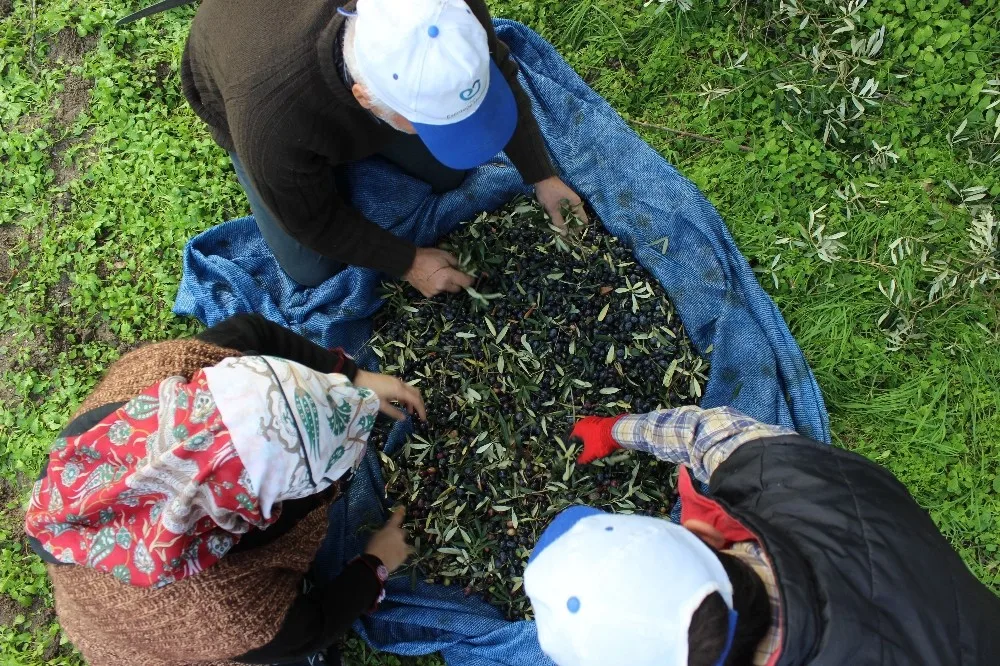 Sezonu 11 Lira 75 Kuruştan Açan Zeytin Çiftçiyi Güldürdü