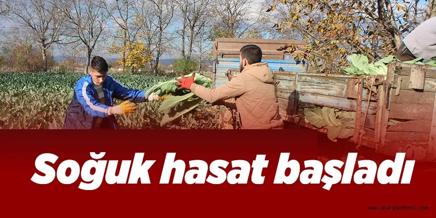 Soğuk hasat başladı