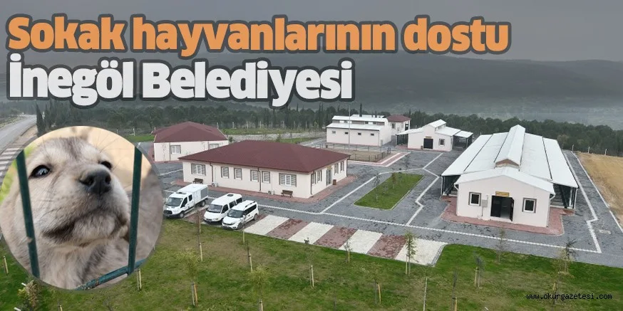 Sokak hayvanlarının dostu, İnegöl Belediyesi