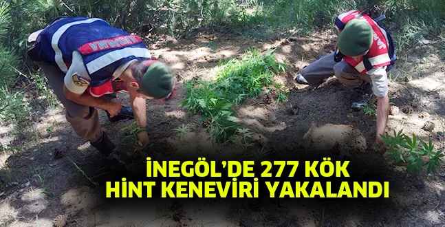 İNEGÖL’DE 277 KÖK HİNT KENEVİRİ YAKALANDI