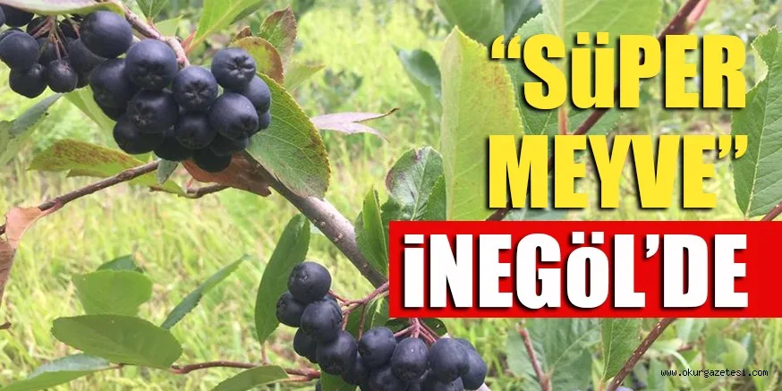“SüPER MEYVE” iNEGöL’DE
