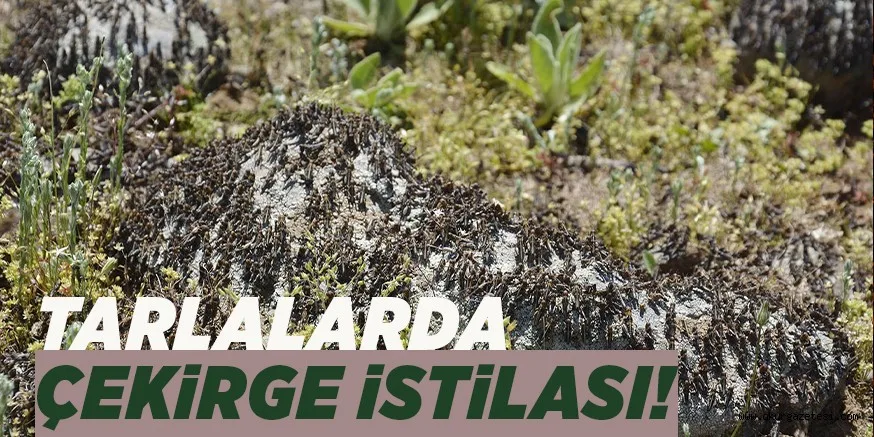 TARLALARDA ÇEKiRGE iSTiLASI!