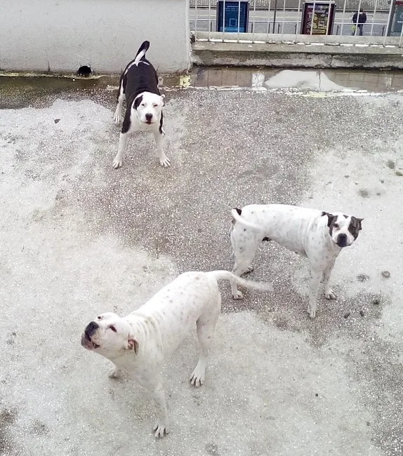 Tehlikeli Köpek Besleyenlere Ceza