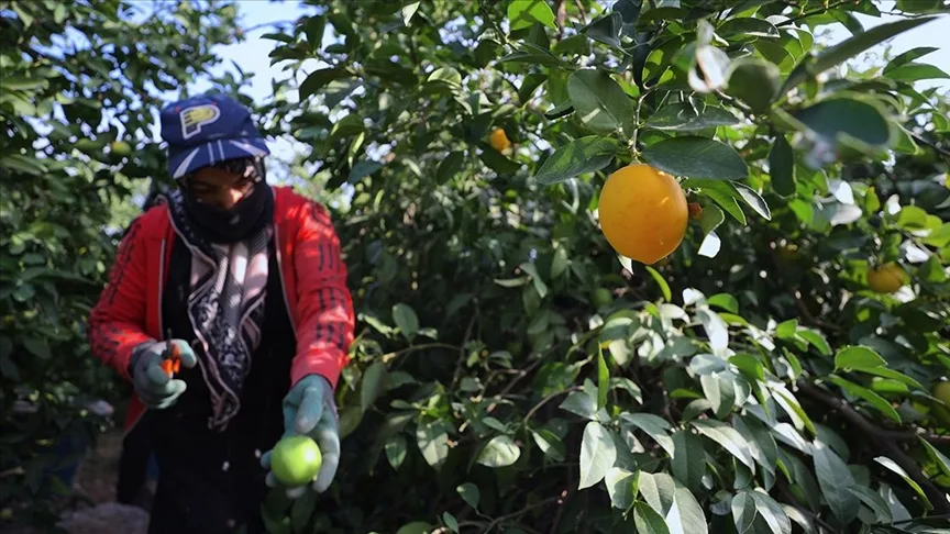 Limon üreticileri fiyat desteği istiyor